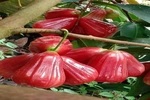 Giá cả thị trường&nbsp;ngày&nbsp;31/7/2026