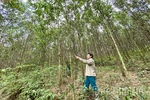 Phu Tho Has 60.2 Thousand Hectares of Forests Certified for Sustainable Management