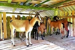 Tân Sơn&nbsp;trao 56 con dê giống cho hộ nghèo, cận nghèo