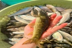 Split-Mouth Fish — A Unique Delicacy in Highland Cuisine