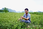 Phú Thọ định hướng phát triển 8.000 ha cây dược liệu