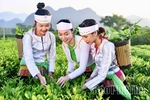 Rich and Distinctive Flavor of Yen Thuy Green Tea
