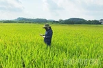 Preserving the Fragrance of Khoai Den Sticky Rice