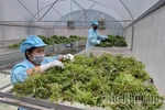 Khi nông sản được nâng tầm