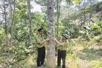 Khi rừng được “nuôi lớn”