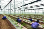 Sản xuất nông nghiệp hiện đại ở Tam Nông