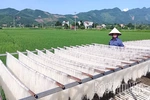 Từ hạt gạo quê đến sản phẩm OCOP