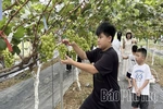 Nông nghiệp Phú Thọ: Đổi mới tư duy, nâng tầm giá trị - Kỳ 3: Khát vọng làm giàu bền vững trên mảnh đất quê hương