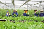 Nông nghiệp Phú Thọ: Đổi mới tư duy, nâng tầm giá trị