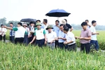Trình diễn giống lúa thuần LC26 và LH12 vụ Mùa 2026