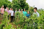 Thái Hòa phát triển kinh tế nông nghiệp gắn với bảo vệ môi trường