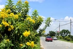 Rực rỡ sắc hoa Thu