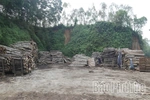 Developing the Wood Processing Craft in Tay Coc