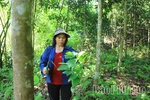 Thượng Long đẩy mạnh phát triển kinh tế đồi rừng