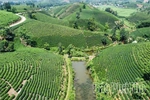 Taking the Flavor of Ancestral Land Tea Far and Wide