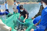 Giữ sinh kế giữa vùng hồ Tiền Phong