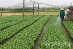 Tích cực chăm sóc rau màu vụ Đông