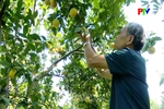 Nâng cao giá trị cây có múi từ canh tác hữu cơ