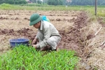 Thay đổi trong sản xuất vụ Đông ở Xuân Đài