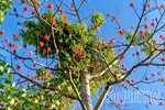 Từ “Lộc trời” đến sản phẩm OCOP