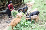Sức bật Yên Lãng