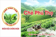 Quản lý và phát triển nhãn hiệu để nâng tầm thương hiệu “Chè Phú Thọ”