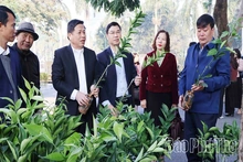 Tạo nền tảng bền vững cho vùng cây ăn quả có múi sau tái canh giai đoạn 2026-2030