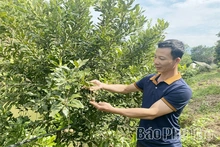 “Quả vàng” đánh thức đất cằn