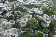 Thời tiết ngày 12/1: Bắc Bộ rét sâu, vùng núi đề phòng băng giá