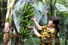 Chuối xanh ngày Tết