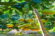 Mùa bưởi chín - thơm hương Tết