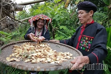 Lá thuốc người Dao Đỏ - “Bí mật” của rừng xanh