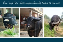 The Art of Raising Fighting Buffaloes in Hai Luu