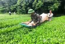 Nông nghiệp xanh - Hướng đi nâng tầm giá trị nông sản