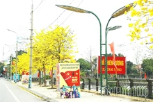 The Beauty of Golden Trumpet Trees in Tam Nong