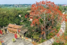 The Enchanting Red Silk Cotton Season in Son Dong
