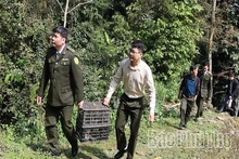 Thả động vật nguy cấp, quý, hiếm về tự nhiên