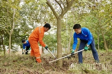 Ra quân chăm sóc vườn cây tại Khu di tích lịch sử Đền Hùng
