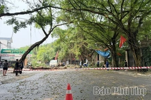 Nhiều cây xanh bị gãy đổ sau mưa dông