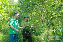 Chính sách thúc đẩy phát triển lâm nghiệp bền vững