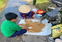 Chủ động diệt chuột bảo vệ lúa vụ Xuân