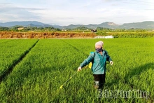 Phòng trừ sâu bệnh hại lúa Xuân