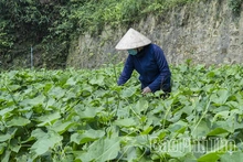 Tam Đảo mùa rau su su