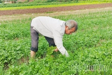 Hướng tới nền nông nghiệp hữu cơ