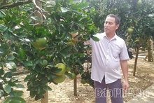 Hiệu quả của mô hình ICM trên cây bưởi ở Xuân Viên