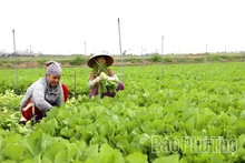 Hỗ trợ sản xuất rau, quả an toàn theo quy trình VietGAP