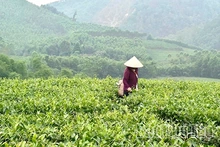 Phú Thọ có 25 chuỗi liên kết sản xuất và tiêu thụ các sản phẩm chè