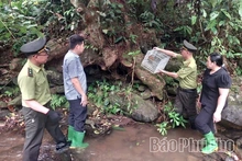 Thả 2 cá thể động vật hoang dã quý hiếm về tự nhiên