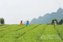 Nhịp sống mới bên dòng sông Bôi