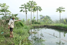 Nông dân xã Toàn Thắng thi đua phát triển kinh tế, xây dựng nông thôn mới
